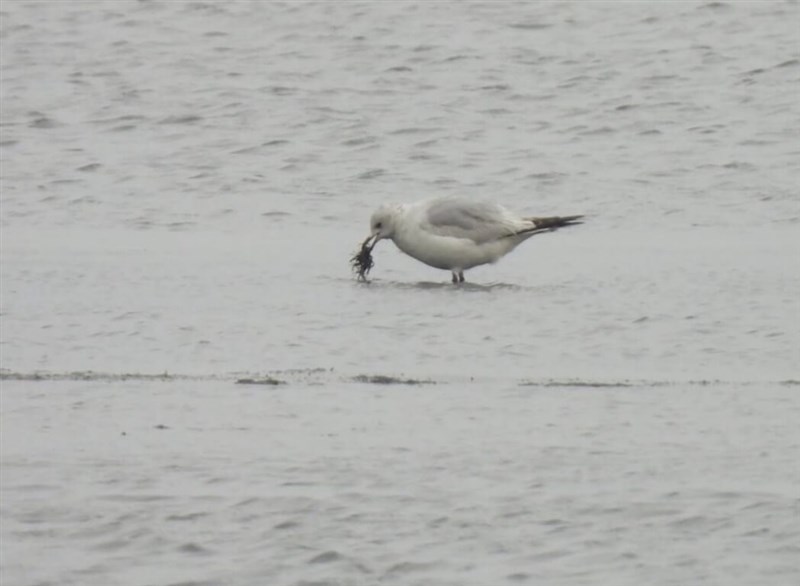 Seekor camar relict terlihat di tambak garam di Distrik Jiangjun, Tainan pada hari Rabu. Foto milik Lin Kun-hui