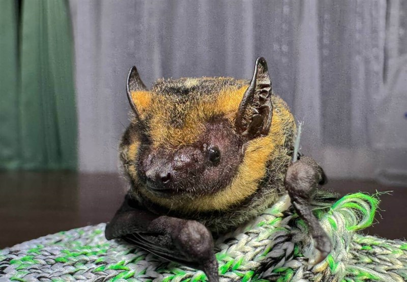 Kelelawar kalung (necklace sprite bat) yang baru tercatat di Area Rekreasi Hutan Nasional Guanwu, Taman Nasional Shei-Pa. (Sumber Foto : Dokumentasi Taman Nasional Shei-Pa). 