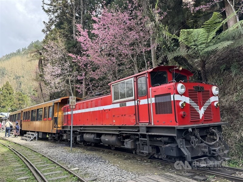 "Formosensis" dari Alishan Forest Railway membawa penumpang ke sebuah pemberhentian dengan bunga sakura yang sedang bermekaran. (Sumber Foto : CNA, 2 Maret 2026)