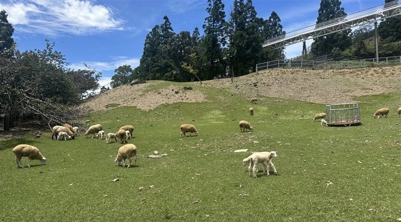 (Sumber Foto : Dokumentasi Qingjing Farm)