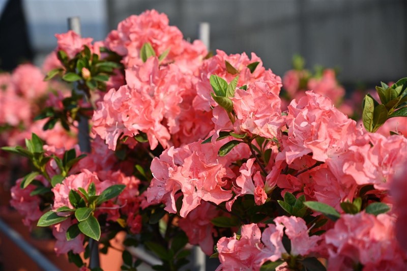 Azalea Obor No. 2 Taoyuan. (Sumber Foto : Dokumentasi Stasiun Penelitian dan Penyuluhan Pertanian Distrik Taoyuan)