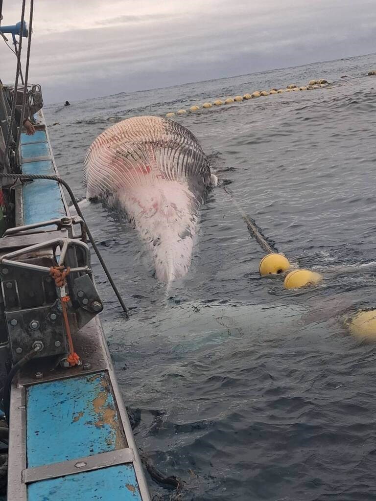Bangkai paus sepanjang 15 meter ditemukan di jaring perikanan di Teluk Chongde, Hualien pada Rabu. (Sumber Foto : Kontributor pribadi)