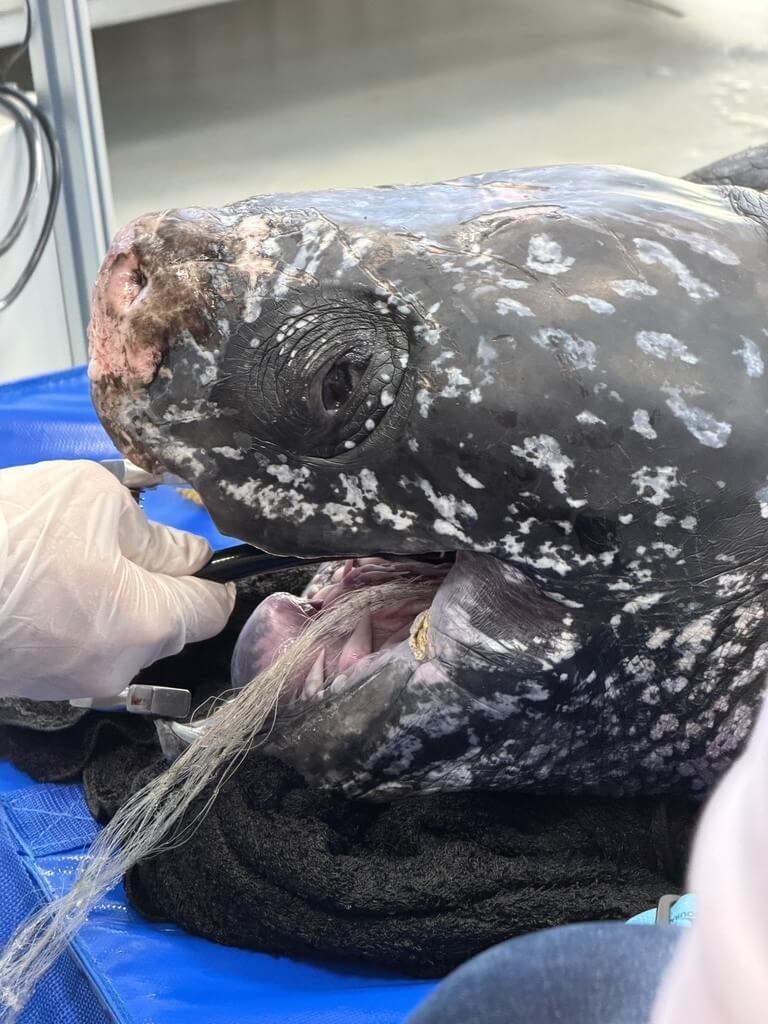 (Sumber Foto : Taiwan Cetacean Society)