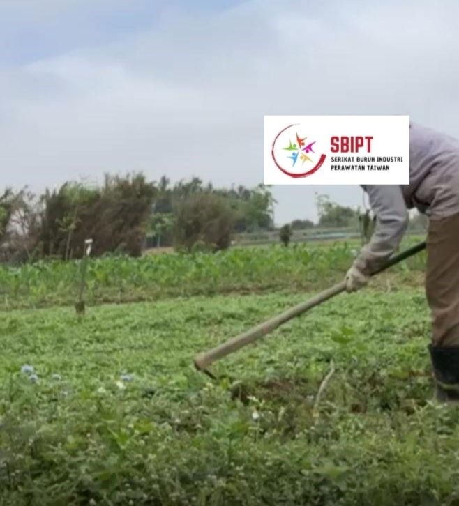 Nani saat sedang berkebun, foto yang berhasil ia abadikan dengan ponselnya sebagai bukti. (Sumber Foto : SBIPT).