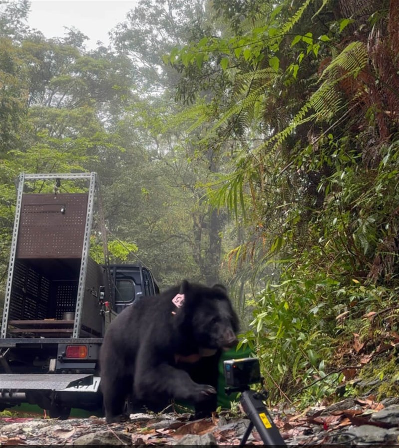 Anak beruang hitam Formosa “Mua” dilepaskan kembali ke alam liar di Desa Zhuoxi, Hualien pada hari Rabu. (Sumber Foto : Direktorat Jenderal Kehutanan dan Konservasi Alam)
