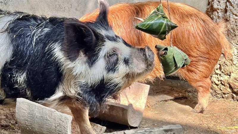 Babi Kunekune di Kebun Binatang Shoushan menikmati bacang. (Sumber Foto : Biro Pariwisata Kota Kaohsiung)