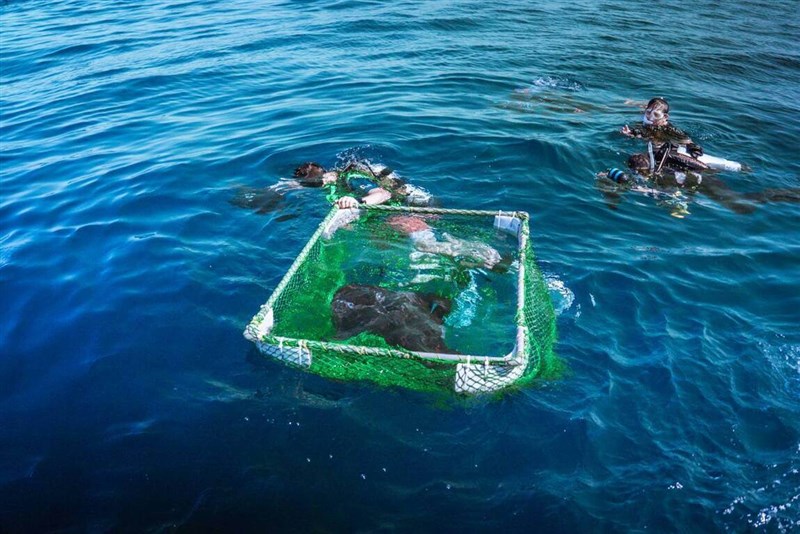 Seekor hiu pari yang sangat terancam punah dilepaskan di lepas pantai Kabupaten Taitung, Taiwan bagian timur pada hari Senin. (Sumber Foto : Dokumentasi Direktorat Jenderal Konservasi Laut). 