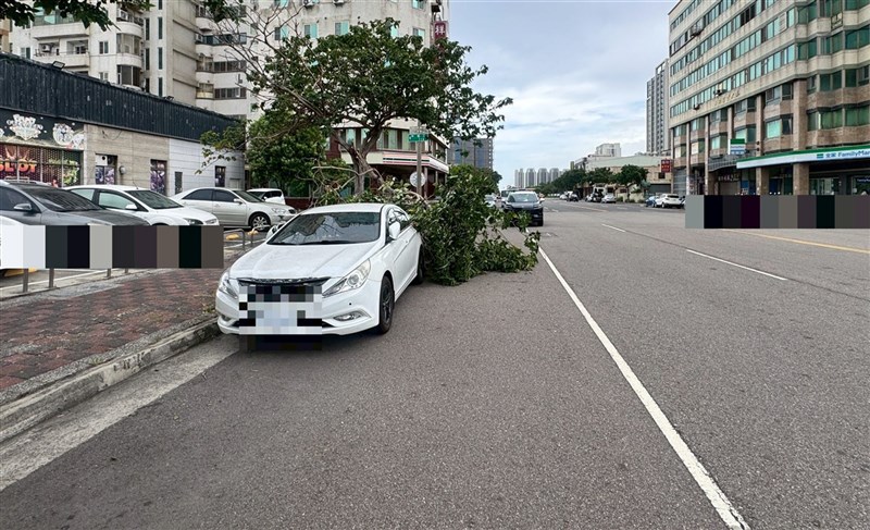 Pohon tumbang di pinggir jalan Taichung, Jumat. (Sumber Foto : Dok. Istimewa)