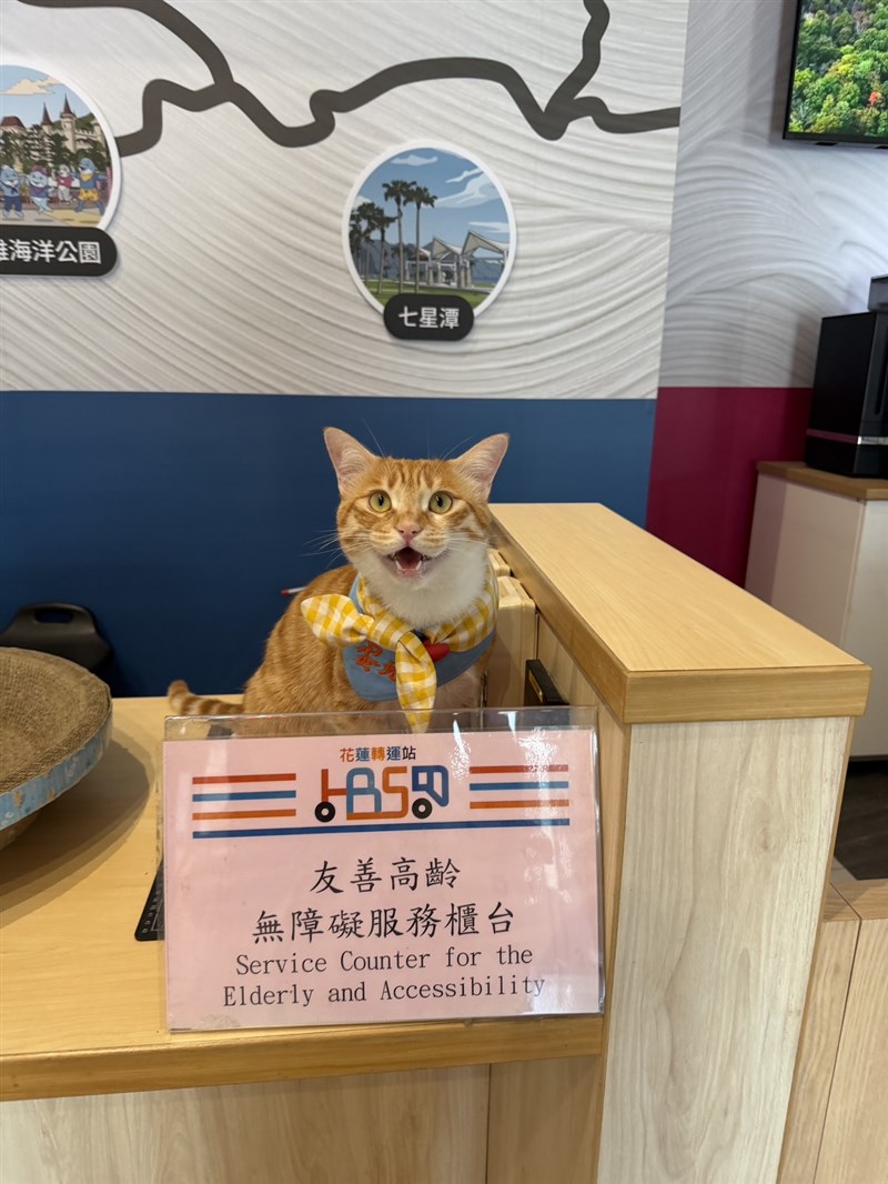 Egg Tart, “kucing stasiun” di Stasiun Bus Hualien, duduk di belakang meja layanan di pusat transportasi di Taiwan timur dalam foto tanpa tanggal ini. (Sumber Foto : Dokumentasi Stasiun Bus Hualien). 