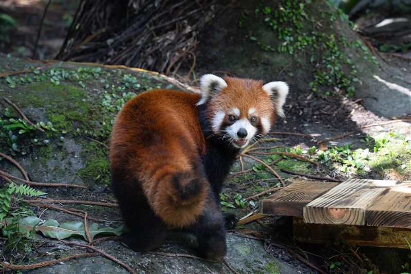 Panda merah jantan bernama Le Le. (Sumber Foto : Kebun Binatang Taipei, 29 Juli 2026)