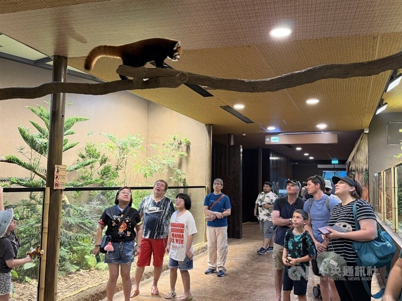 Panda merah kelahiran Taiwan, Chi-Chi, yang dikenal di Singapura sebagai Yaffa, menjelajahi habitatnya di Singapore Zoo pada hari Senin. (Sumber Foto : CNA, 12 Oktober 2026).