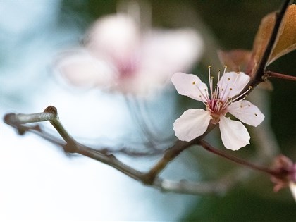 Bunga sakura di museum Tainan mekar di luar musim