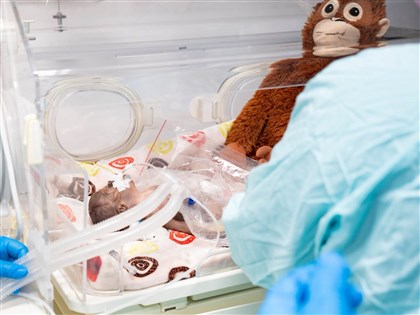 Bayi orangutan mati di Taipei Zoo, kembarannya kritis