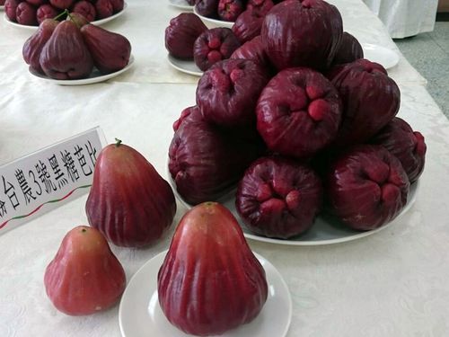 去年実たくさんなりました！超特大 台湾白玉レンブ 白玉蓮霧 台湾の