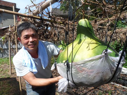 胴回り186センチの巨大ヒョウタン収穫 ご近所さんは興味津々／台湾