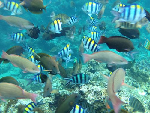 台湾の離島 緑島 1 癒やしの旅 エメラルドグリーンの海と自然でリゾート気分 フォーカス台湾