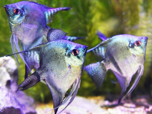 296z 未開封 セガトイズ 手のひら水族館アクアリウム エンゼルフィッシュ 淡水魚 シクリッド ミックスエンゼルフィッシュ 3cm± 3匹 【色彩変異