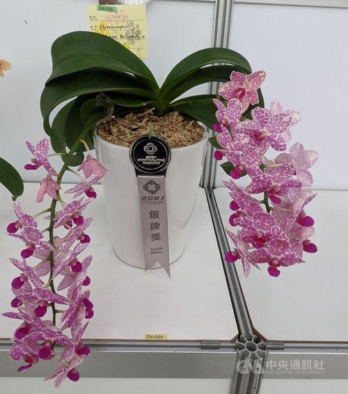 台湾南部の珍しいラン4株 世界蘭会議の品評会で好成績 フォーカス台湾