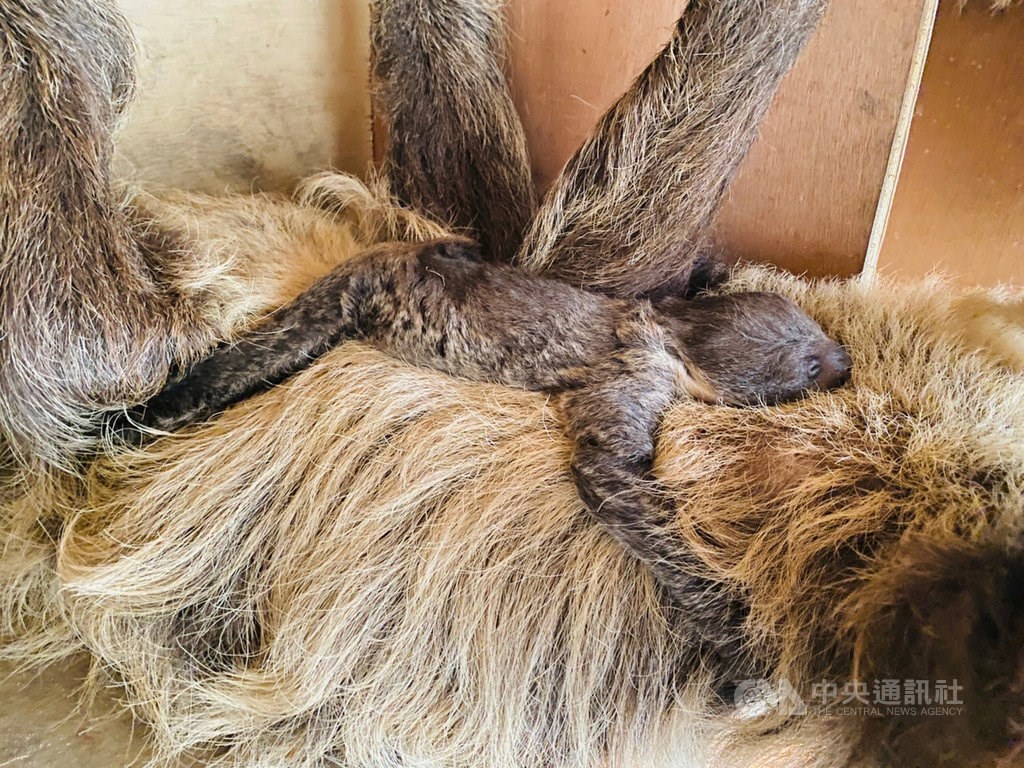 高雄市の動物園でナマケモノの赤ちゃん誕生 性別は不明 フォーカス台湾