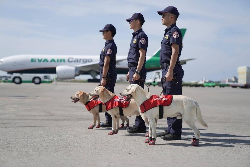 麻薬探知犬 昨年は約14億円分を摘発 旧正月期間中も通常勤務 台湾 フォーカス台湾