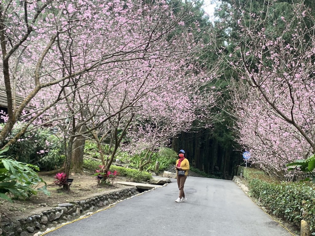 台湾中部のテーマパークで桜が見ごろ ヤエザクラは8分咲き フォーカス台湾