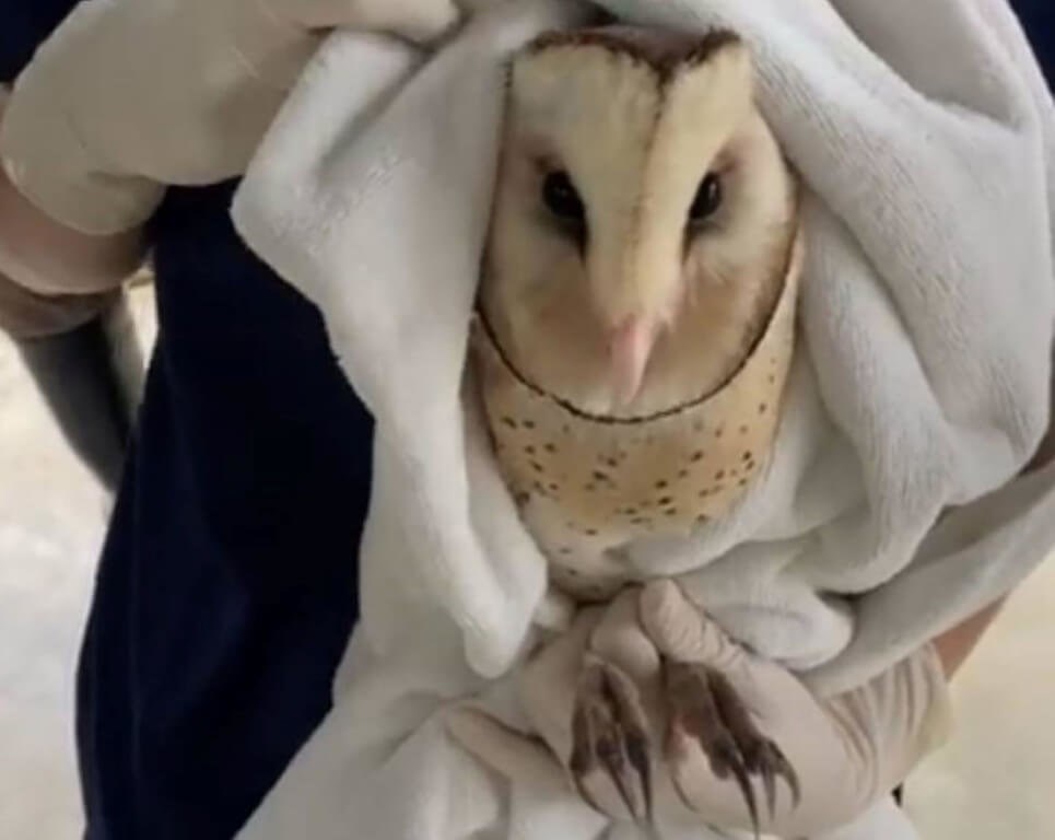 翼骨折のミナミメンフクロウ、無事に救助される - フォーカス台湾