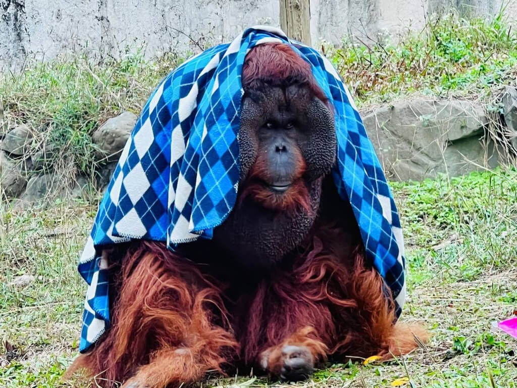寒波来襲 動物園のオランウータン、毛布で暖取り／台湾 - フォーカス台湾