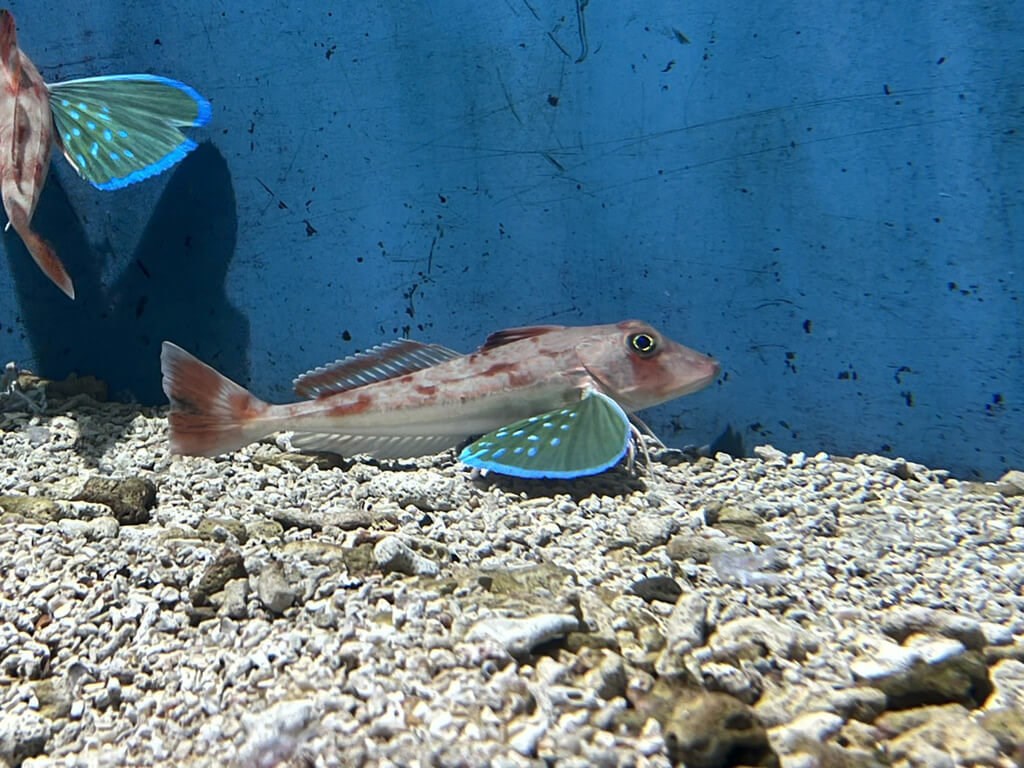 屏東県の水族館に美しい海水魚 水の中の蝶 の異名持つホウボウ フォーカス台湾