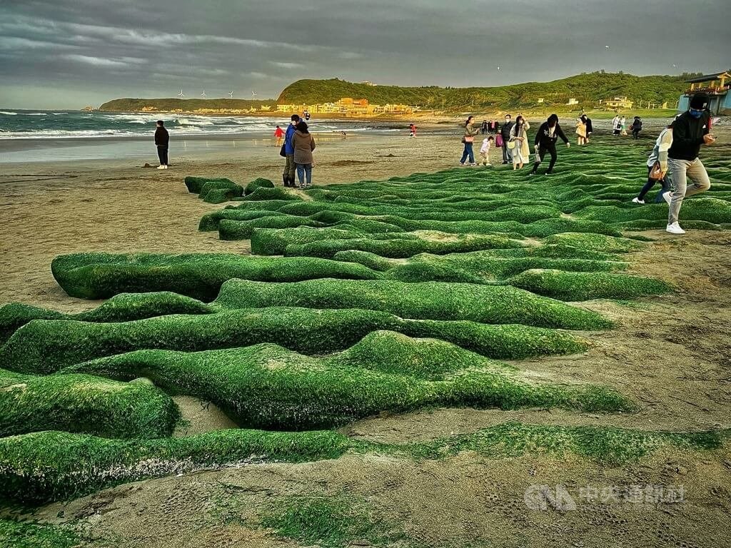海藻でできた緑のじゅうたん広がる 台湾 北部の海岸 フォーカス台湾