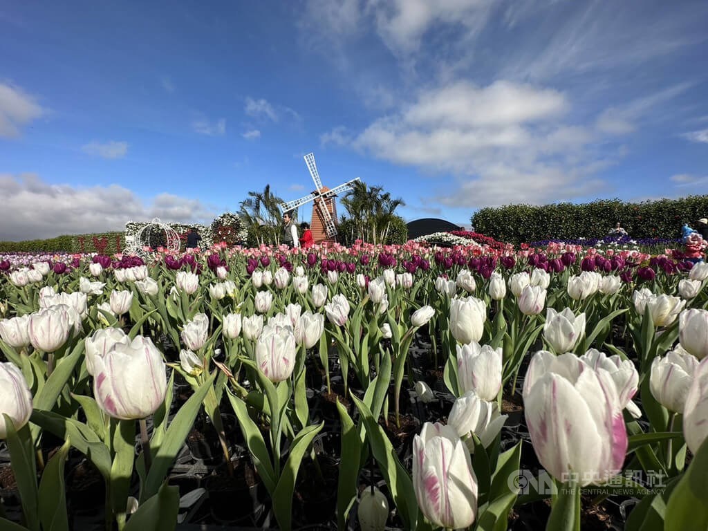 台湾 台中 恒例のチューリップフェス始まる 色鮮やかな花咲き誇る フォーカス台湾