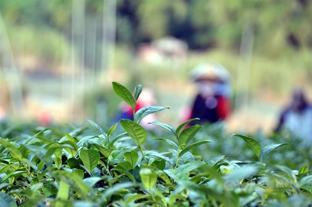 2～3月の農業被害額10億円超 茶葉は約6億5千万円の損失　台湾（資料）