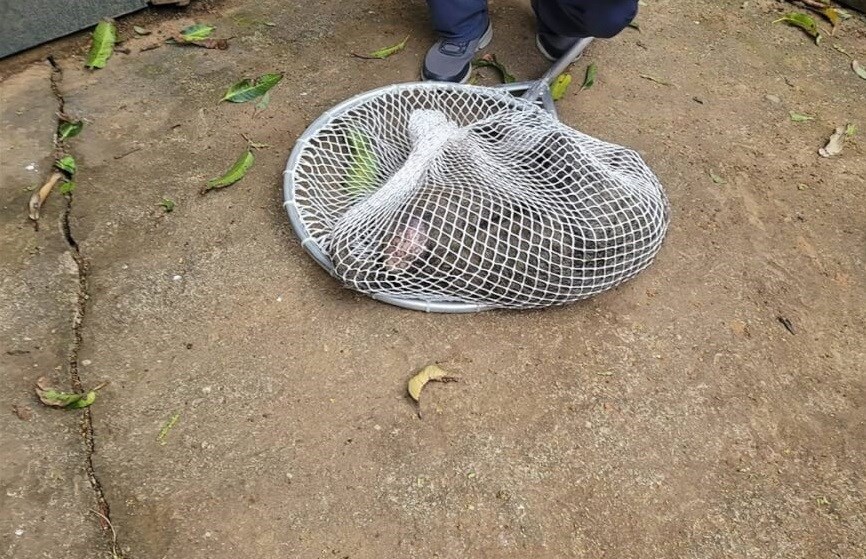 桃園市楊梅区で捕獲されたヒヒ（読者提供）