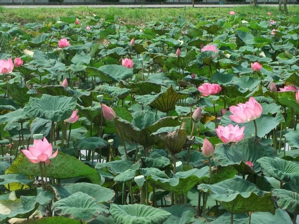 ハスの花が見ごろ／台湾・新北市 - フォーカス台湾