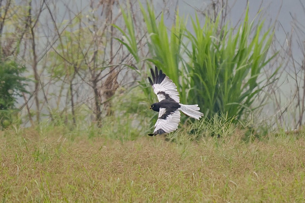 台南の川周辺に珍鳥マダラチュウヒ飛来 愛鳥家たち、撮影に詰めかけ - フォーカス台湾