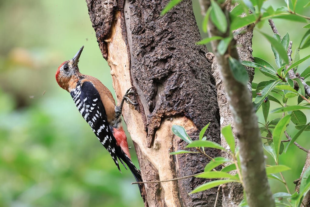 台湾で珍鳥チャバラアカゲラ初確認 「森のお医者さん」という異名持つ