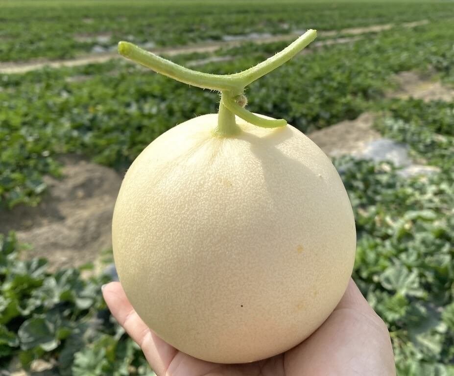 メロンの新品種「天使」 高雄で年末から生産拡大へ さわやかな甘さ特徴