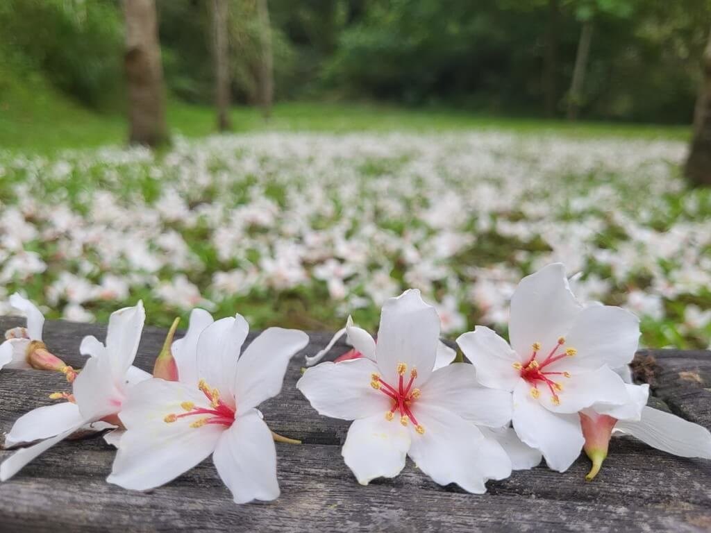 白い花が咲くアブラギリ、開花シーズン 一面を白く染める／台湾・新北