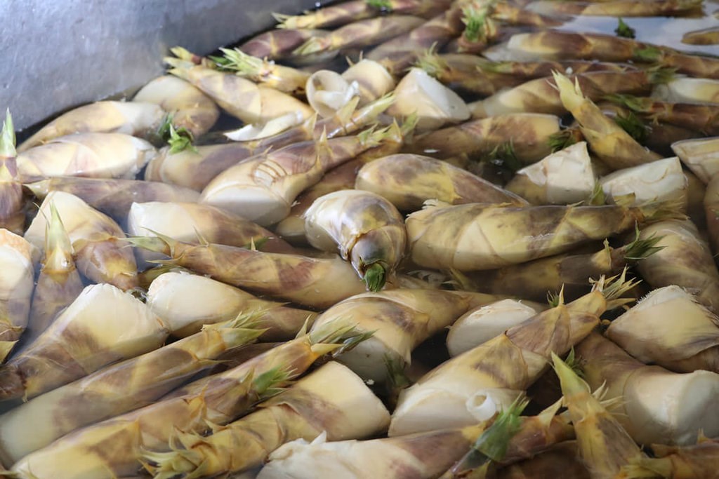 台湾でタケノコ「緑竹」が旬 農糧署が選び方のコツを伝授 - フォーカス台湾