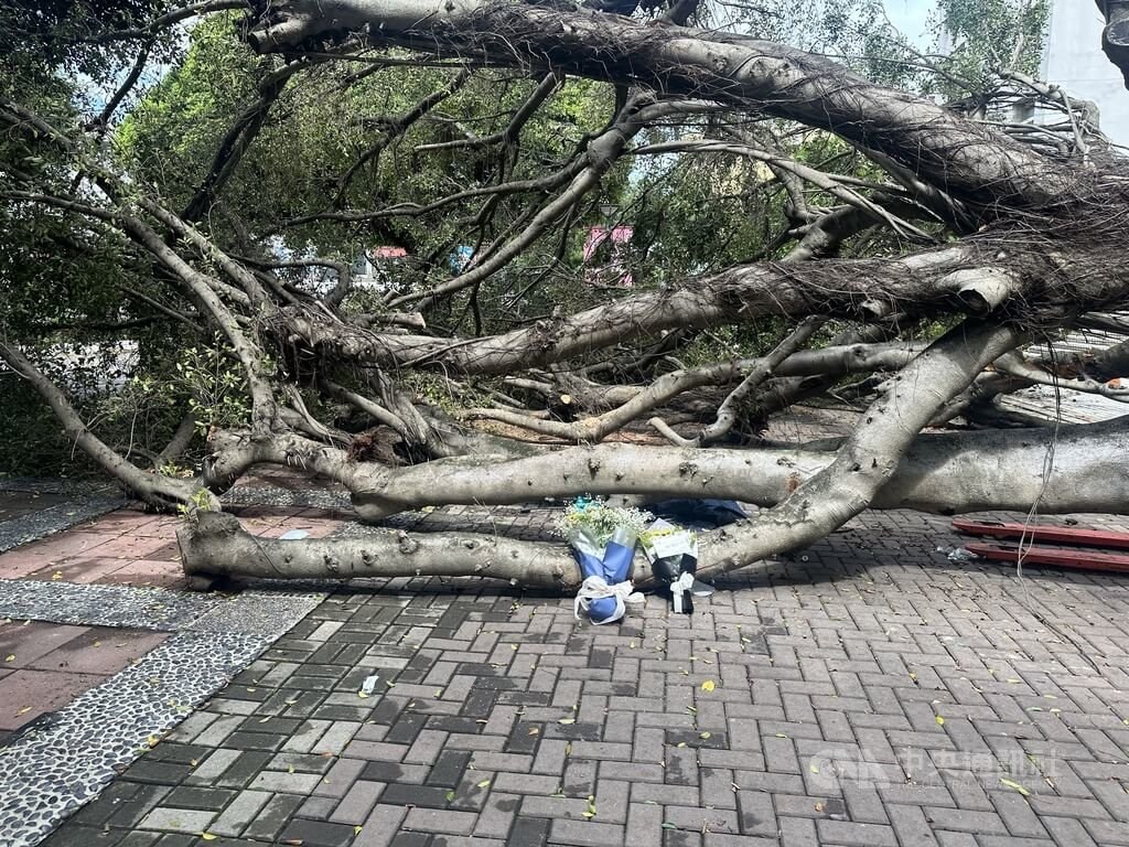 大学構内の樹木が倒れる 下敷きになった学生1人死亡、3人けが／台湾