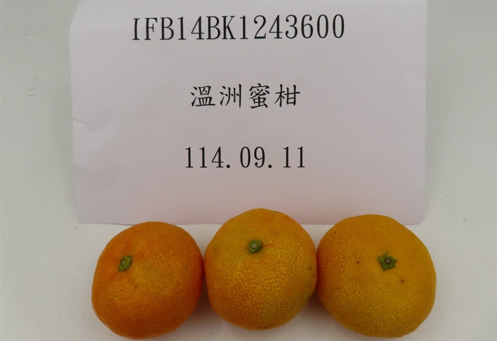 農薬不使用 浜名湖ミカン 2025年度.連絡用 10/15更新 農薬不使用 浜名