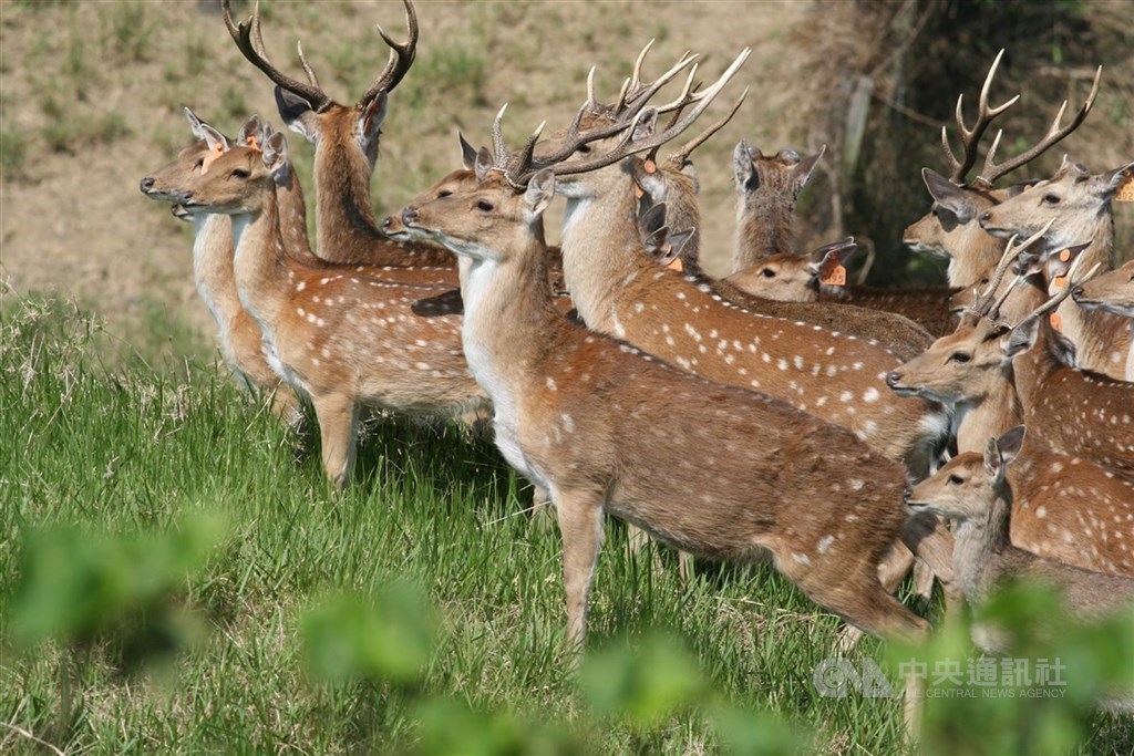 墾丁国家公園でタイワンジカ増えすぎ ハンターを養成、捕獲し個体数
