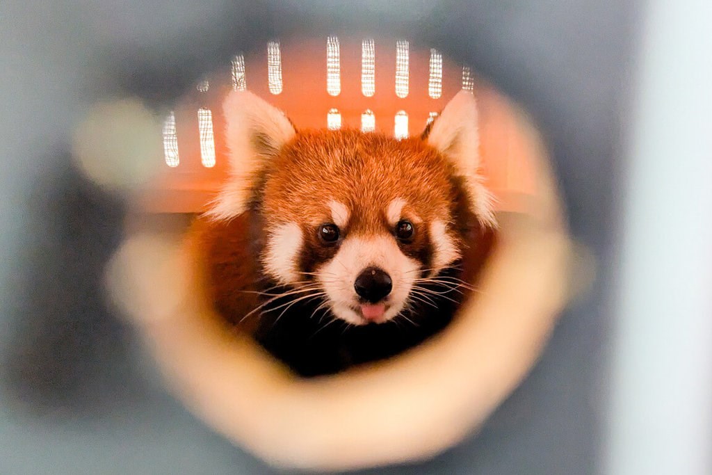 旭山動物園のレッサーパンダ「茜茜」、台北市立動物園に到着 繁殖の