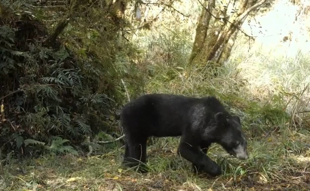 台湾北東部「棲蘭山」、自動カメラがタイワンツキノワグマ撮影 登山客 