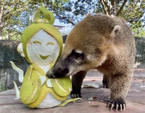 動物たちも中秋節の味覚を堪能　一口で完食の子も