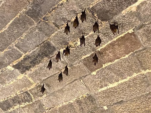 基隆の市定古跡「劉銘伝隧道」　来月から自由参観の実施見送り　台湾固有種コウモリの繁殖期