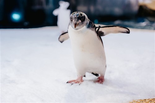 昨年末誕生のマカロニペンギンの赤ちゃん、すくすく成長中　温暖化で生存の危機にさらされる