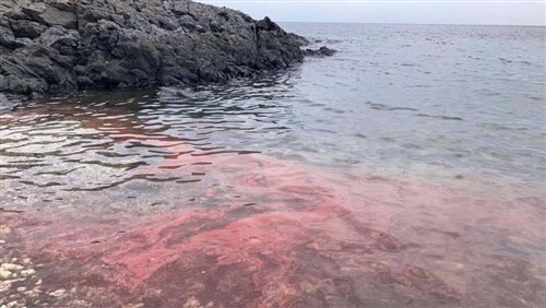 台湾の離島でサンゴが産卵　海がピンクに染まる