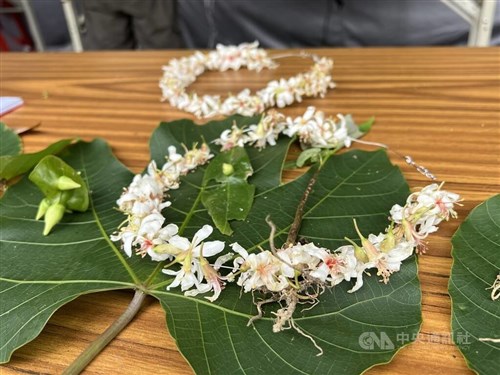 新北市で「アブラギリ祭り」始まる　客家人を象徴する白い花／台湾