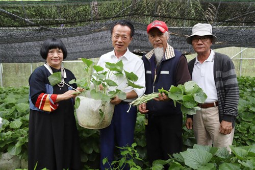 台湾の景勝地、阿里山の中低標高地帯でワサビ栽培に成功  日本の品種を交配