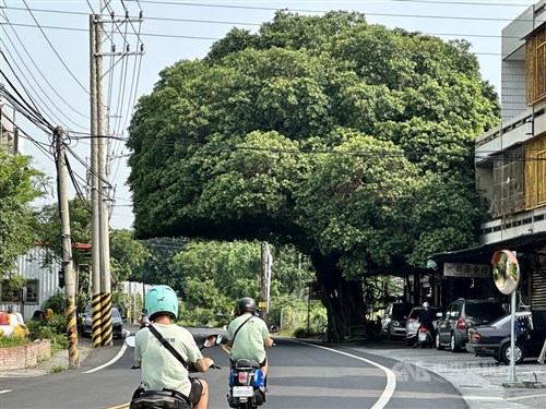 巨大ヘルメット　台湾中部の街路樹、人気撮影スポットに　一度は消失も復活